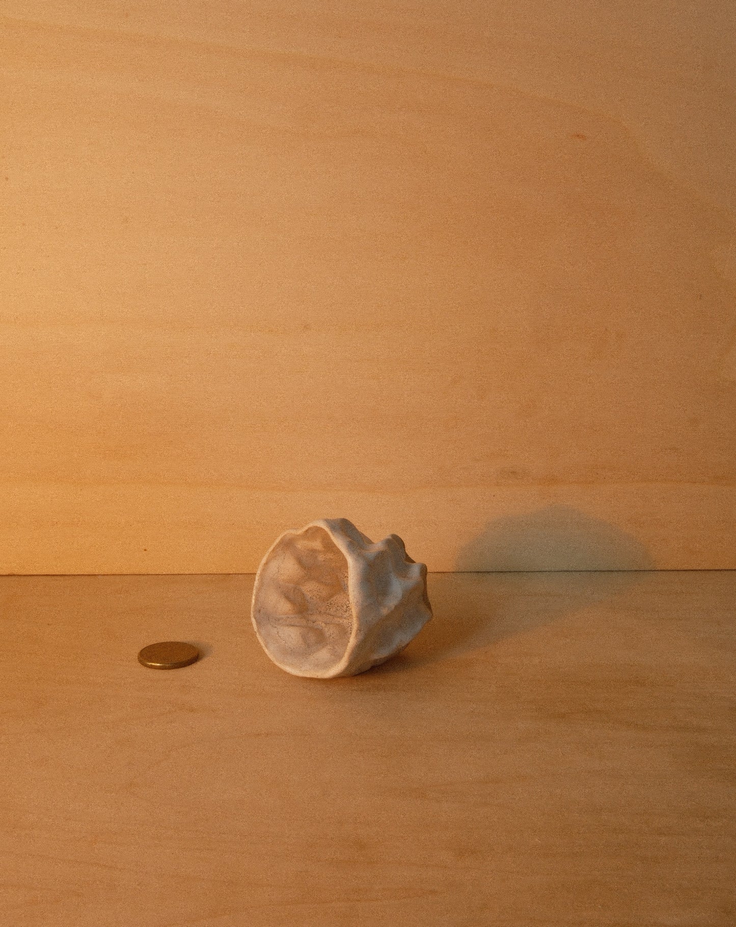 WHITE MOREL CUP 003