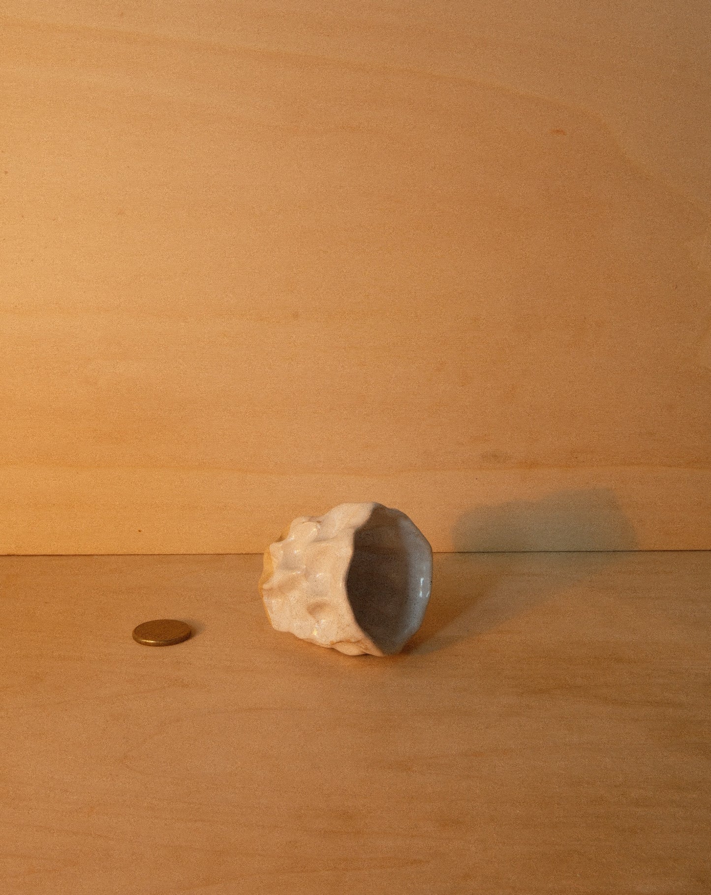 WHITE MOREL CUP 003