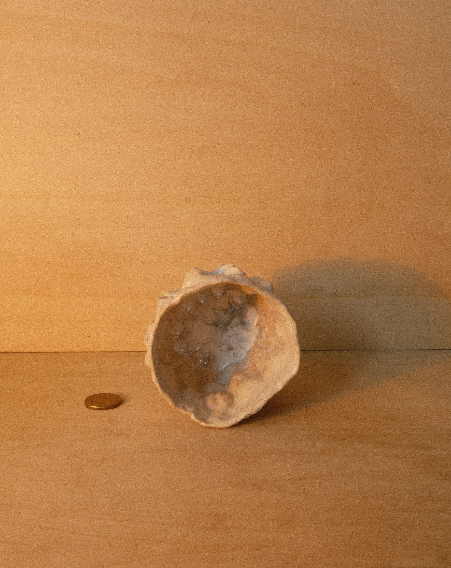 WHITE MOREL CUP 005