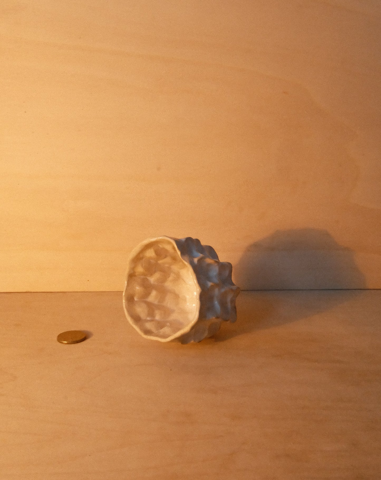 WHITE MOREL CUP 006