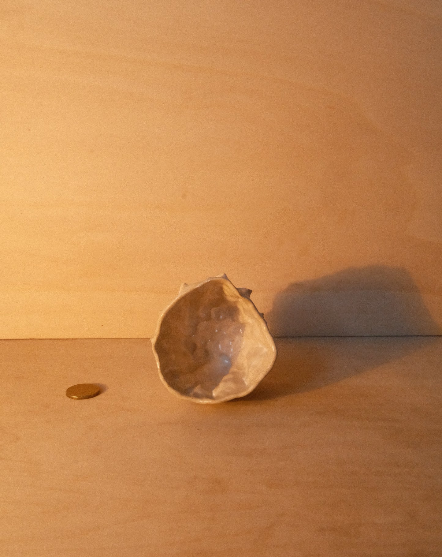WHITE MOREL CUP 006