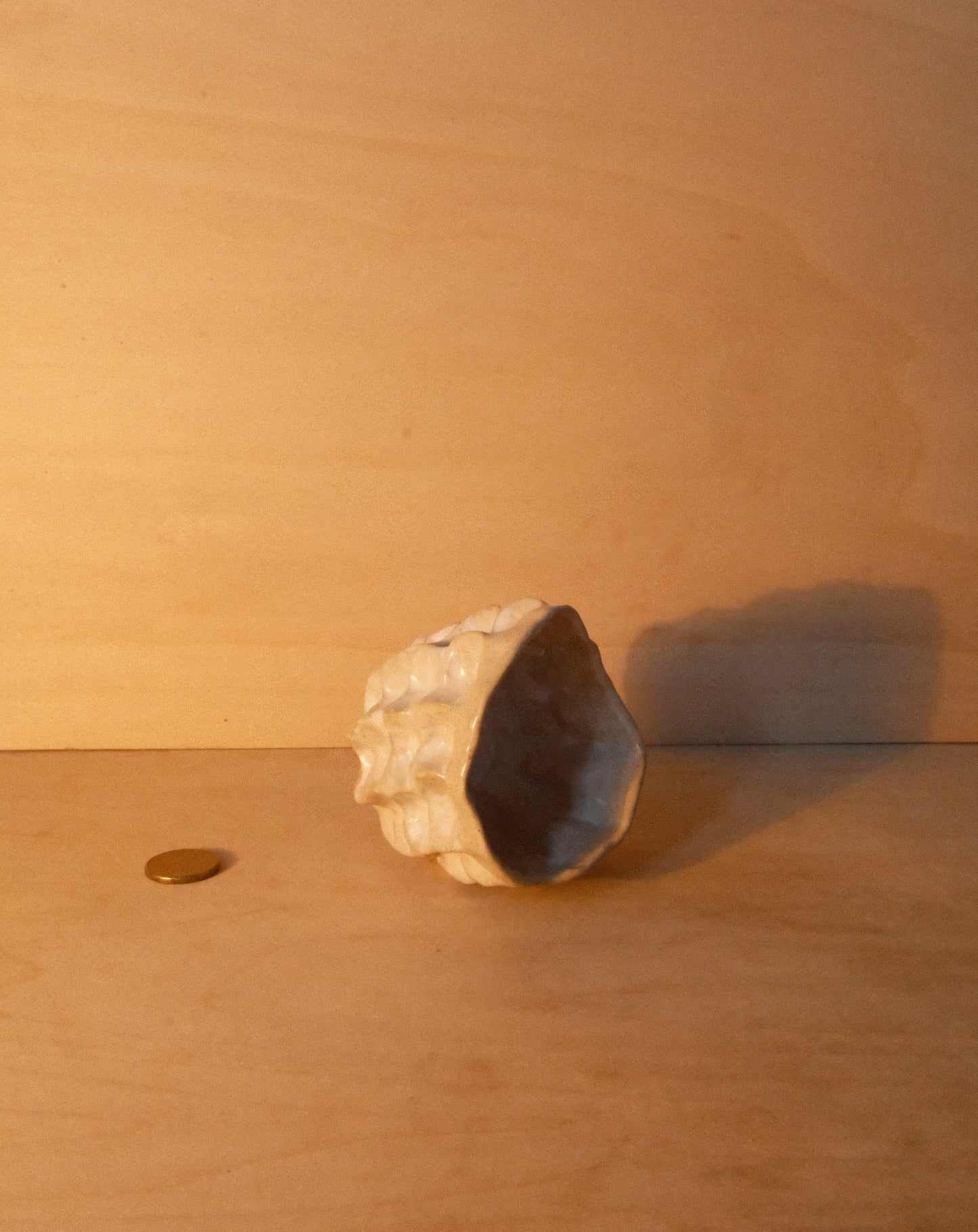 WHITE MOREL CUP 006