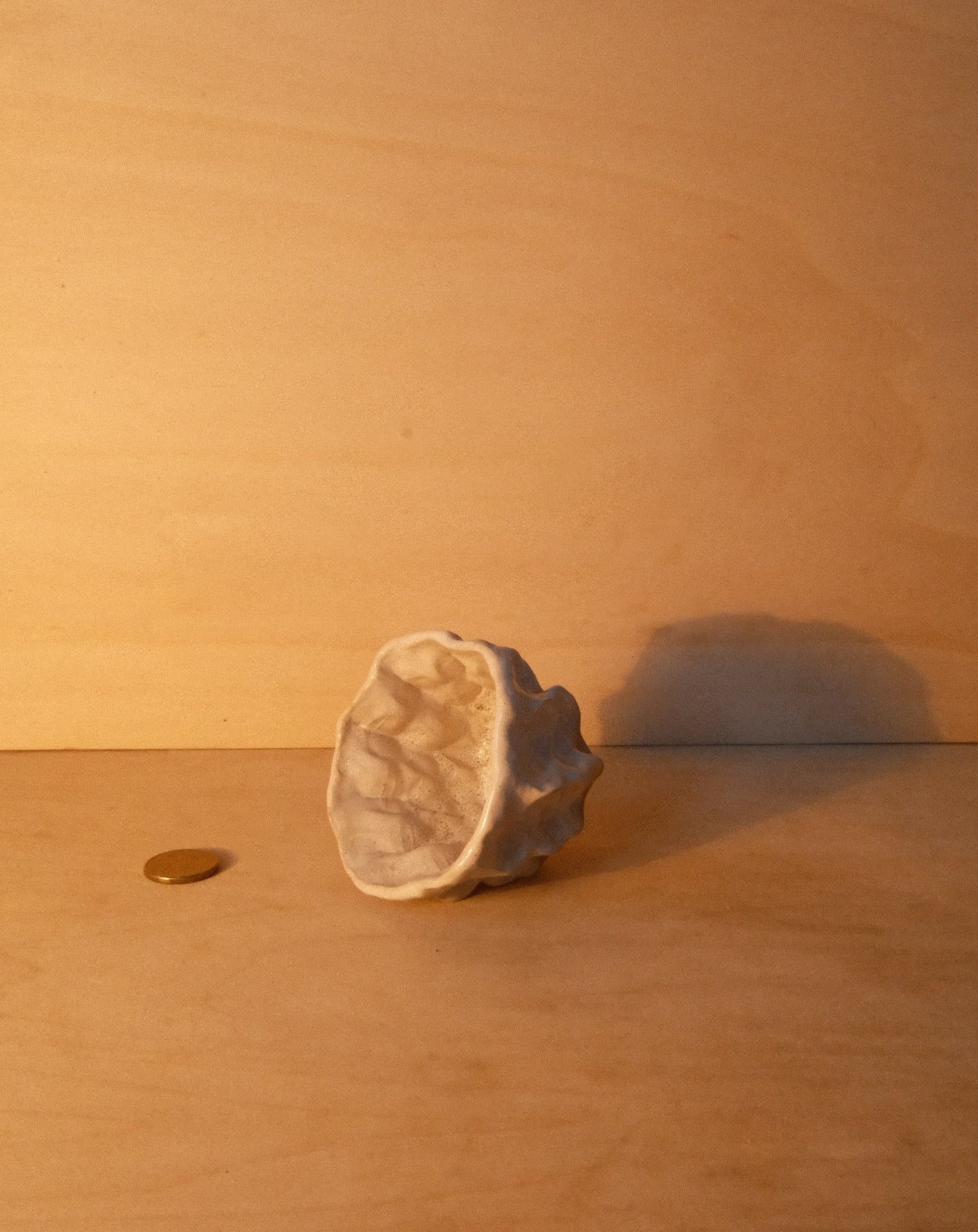 WHITE MOREL CUP 007