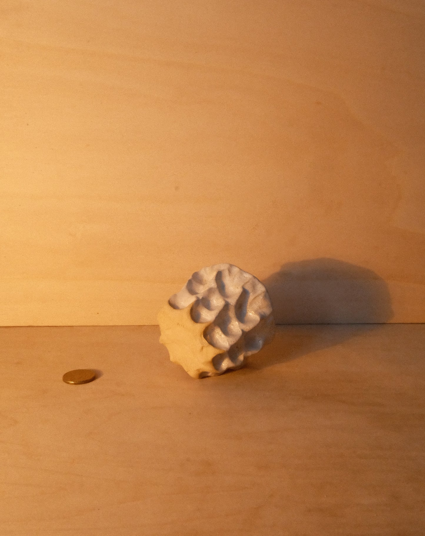 WHITE MOREL CUP 007