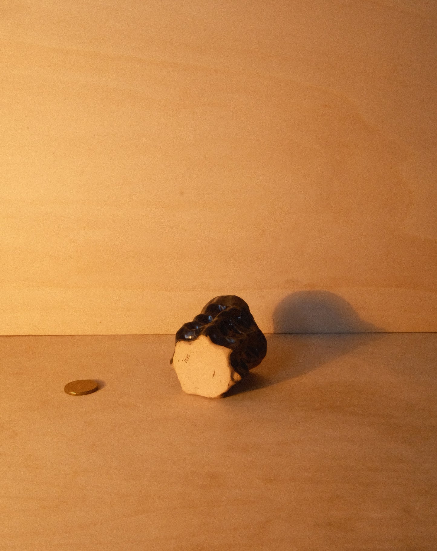 BLACK MOREL CUP 006