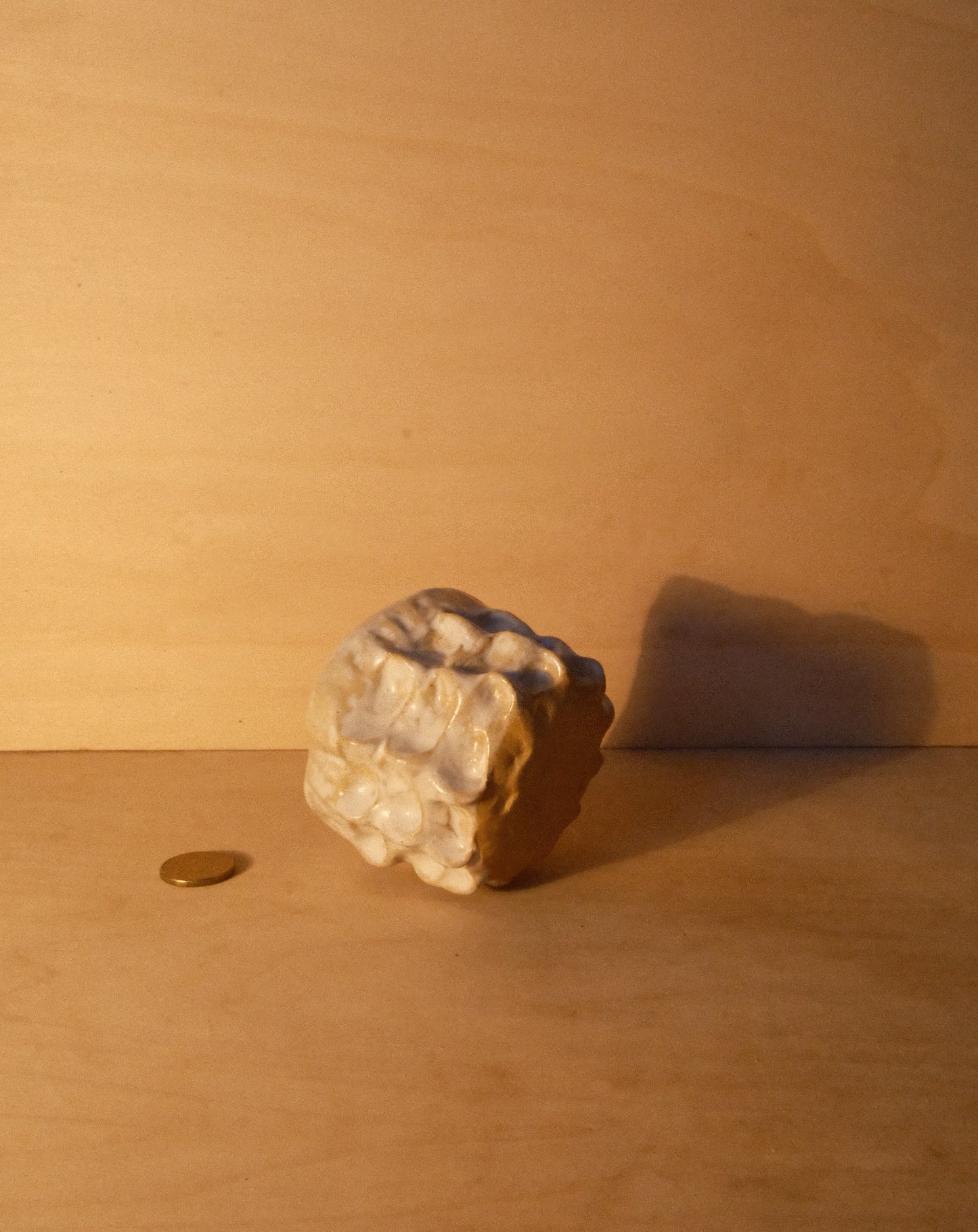 WHITE MOREL CUP 010