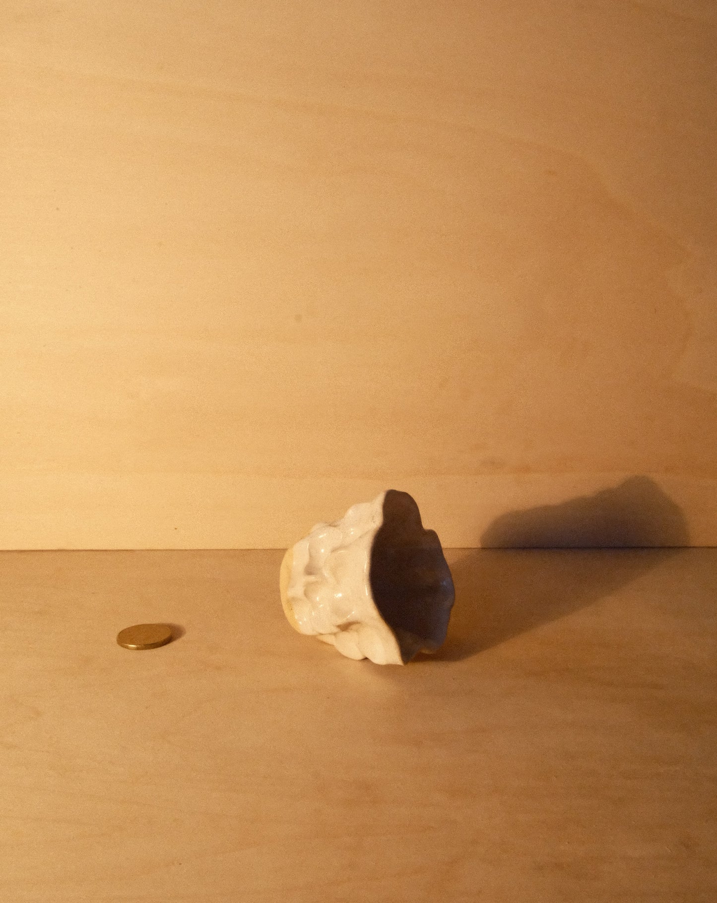 WHITE MOREL CUP 011