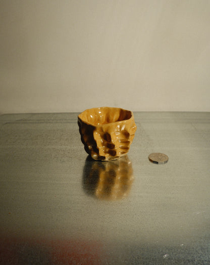 HONEY MOREL CUP 003