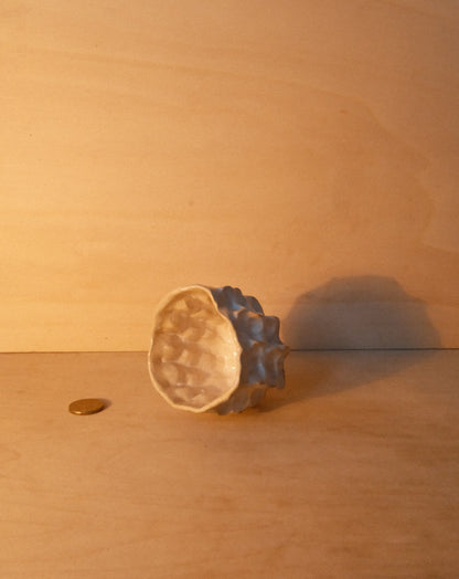 WHITE MOREL CUP 006