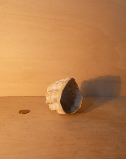WHITE MOREL CUP 006