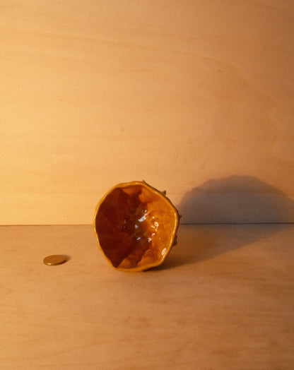 HONEY MOREL CUP 003