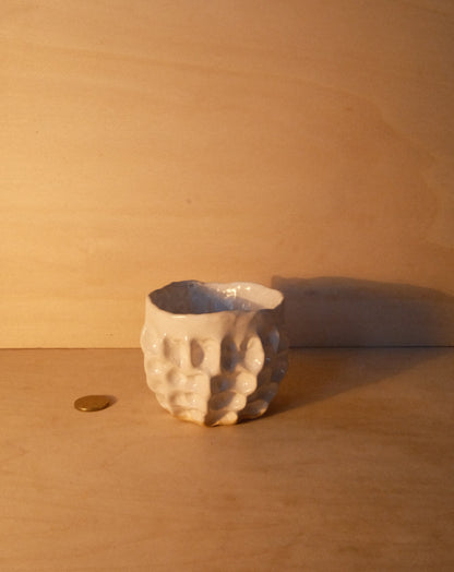 WHITE MOREL CUP 009