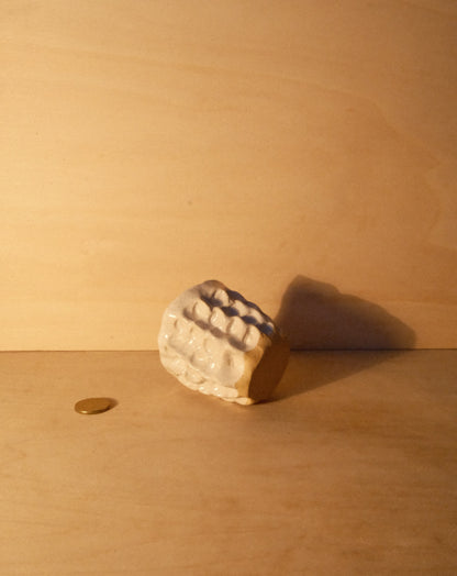 WHITE MOREL CUP 012